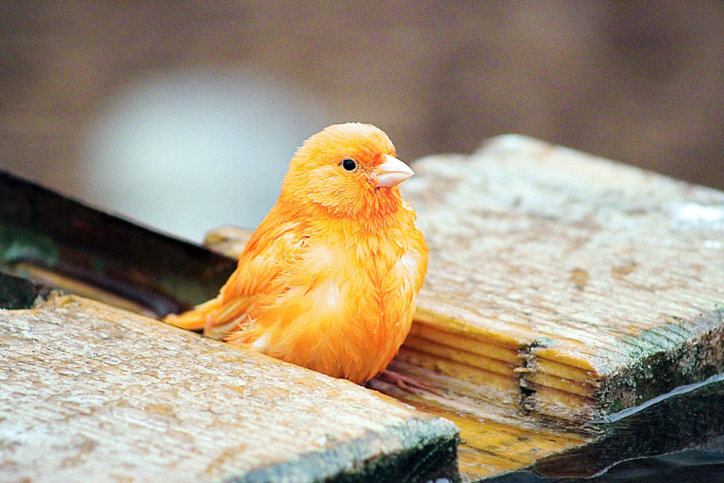 ptaszek w kolorze pomarańczowo-żółtym