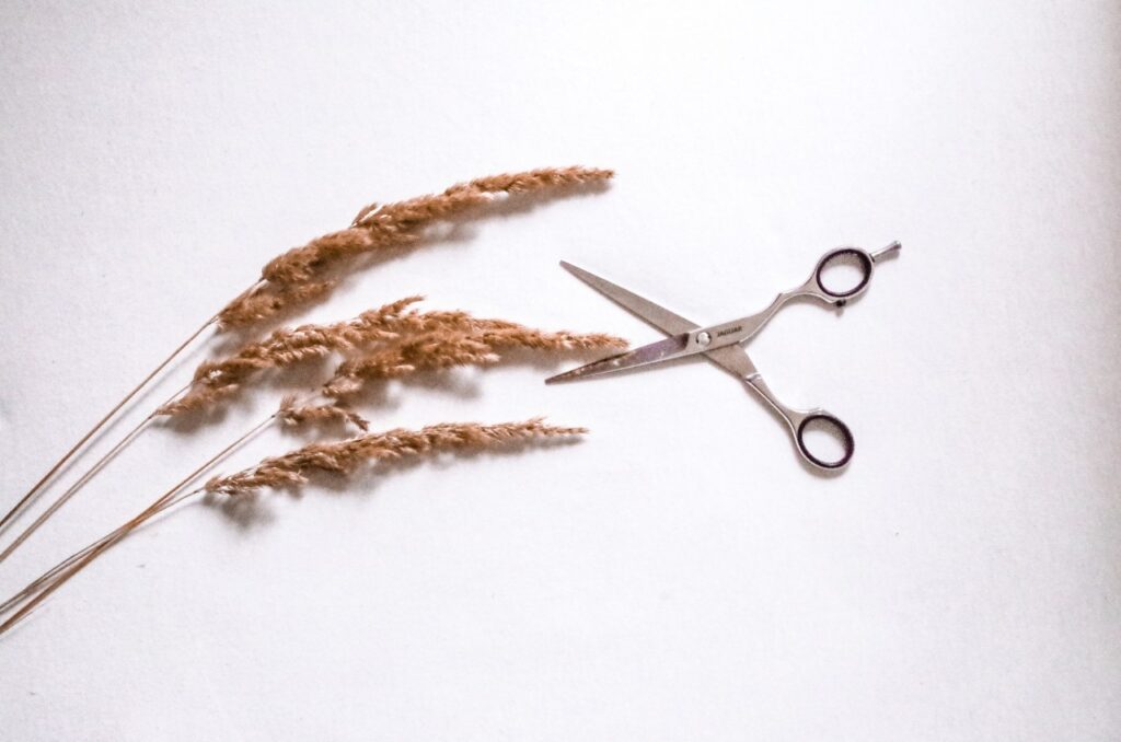 nożyczki fryzjerskie na białym tle w kompozycji z łąkową trzciną.